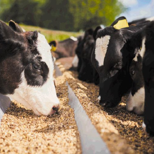 Productos Veterinarios